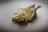 为什么奈须蘑菇被誉为珍品，还要如何食用？