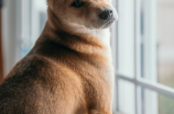 下司犬：日本电影中的狗狗明星