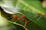 蚂蚁的拼音与百科介绍