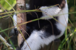 乐乐大熊猫眼睛被谁挖了(【惊！】乐乐大熊猫眼睛被挖，凶手竟是动物园工作人员)