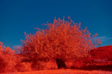 幌伞枫：美丽的秋日风景